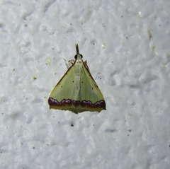 Autocharis hedyphaes