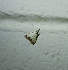 Autocharis hedyphaes