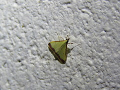 Autocharis hedyphaes