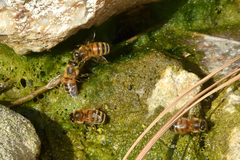 Apis mellifera
