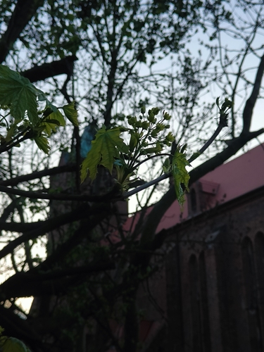 Norway maple