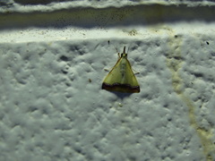 Autocharis hedyphaes