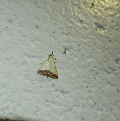 Autocharis hedyphaes