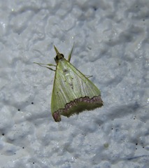 Autocharis hedyphaes