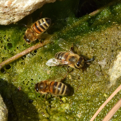 Apis mellifera