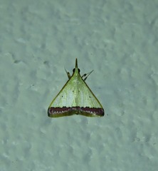 Autocharis hedyphaes