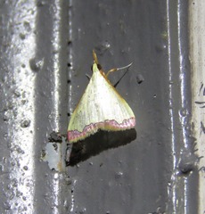 Autocharis hedyphaes