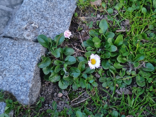 Lawn daisy