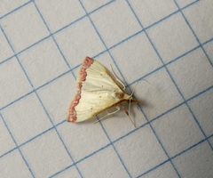 Autocharis hedyphaes