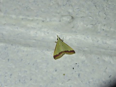 Autocharis hedyphaes