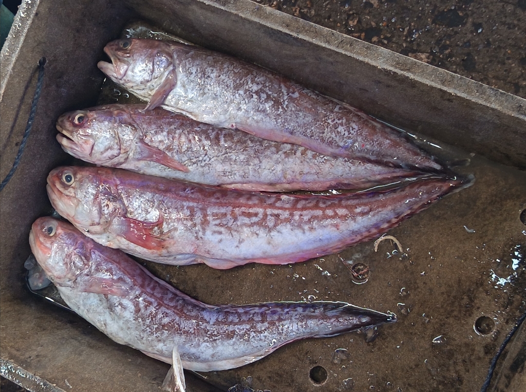 armored weaselfish