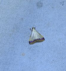 Autocharis hedyphaes