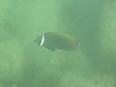 Chaetodon collare