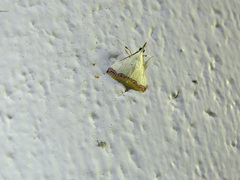 Autocharis hedyphaes