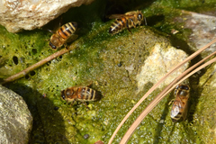 Apis mellifera