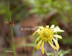 Tetragonotheca repanda