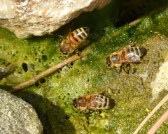 Apis mellifera
