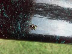 Phidippus bidentatus