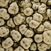 Pore Lichens - Photo (c) JJ Johnson, some rights reserved (CC BY-NC), uploaded by JJ Johnson