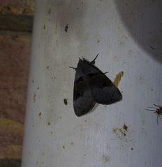 Avatha discolor