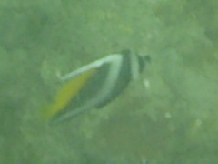 Heniochus