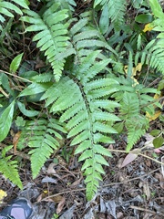 Microlepia marginata bipinnata