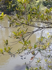 Elaeocarpus reticulatus