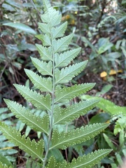 Microlepia marginata bipinnata