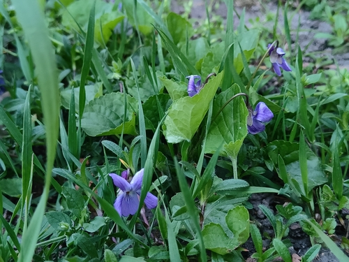 Sweet violet