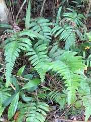 Microlepia marginata bipinnata
