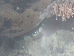 Clinocottus globiceps