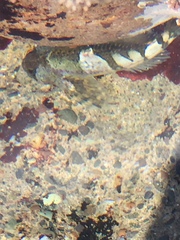 Clinocottus globiceps
