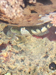 Clinocottus globiceps
