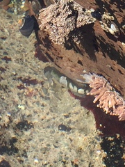 Clinocottus globiceps