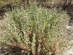 Brickellia peninsularis