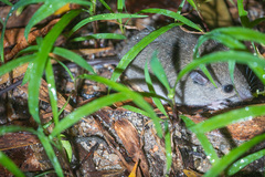 Melomys