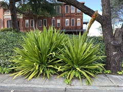 Doryanthes excelsa