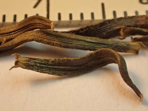 Bidens cosmoides observed 2026-03-30