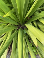 Doryanthes excelsa