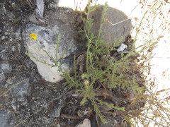 Xanthisma scabrellum