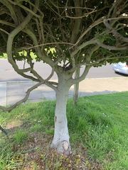 Beilschmiedia tarairi