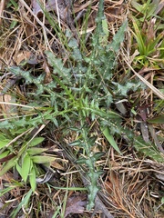 Cirsium virginianum
