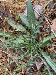 Cirsium virginianum