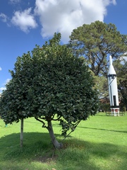 Beilschmiedia tarairi