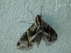 Eumorpha anchemolus image