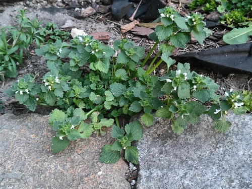 red deadnettle