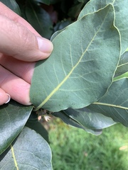 Beilschmiedia tarairi