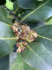 Beilschmiedia tarairi