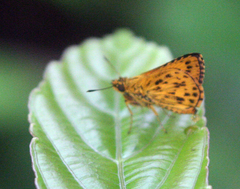 Ampittia dioscorides camertes
