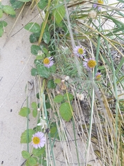 Erigeron blochmaniae